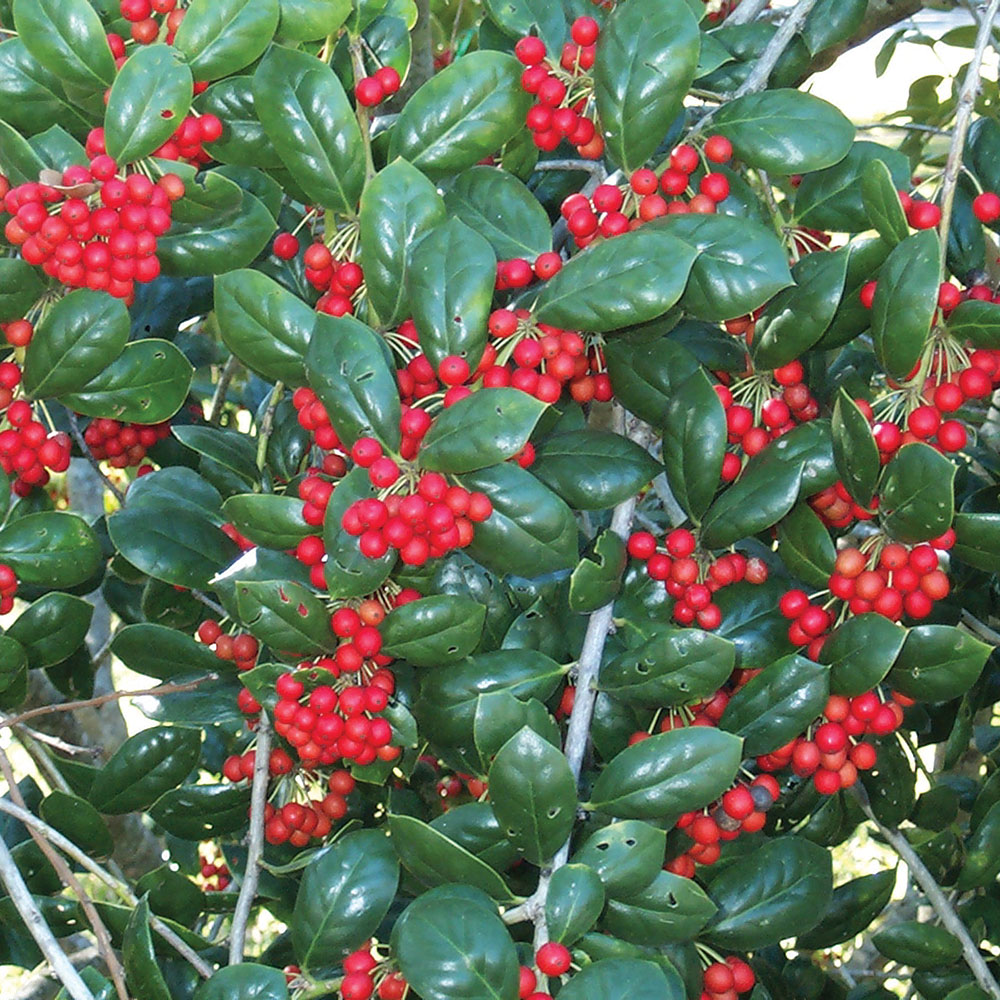 Holly, Dwarf Burford    Ilex cornuta 'Burfordii'