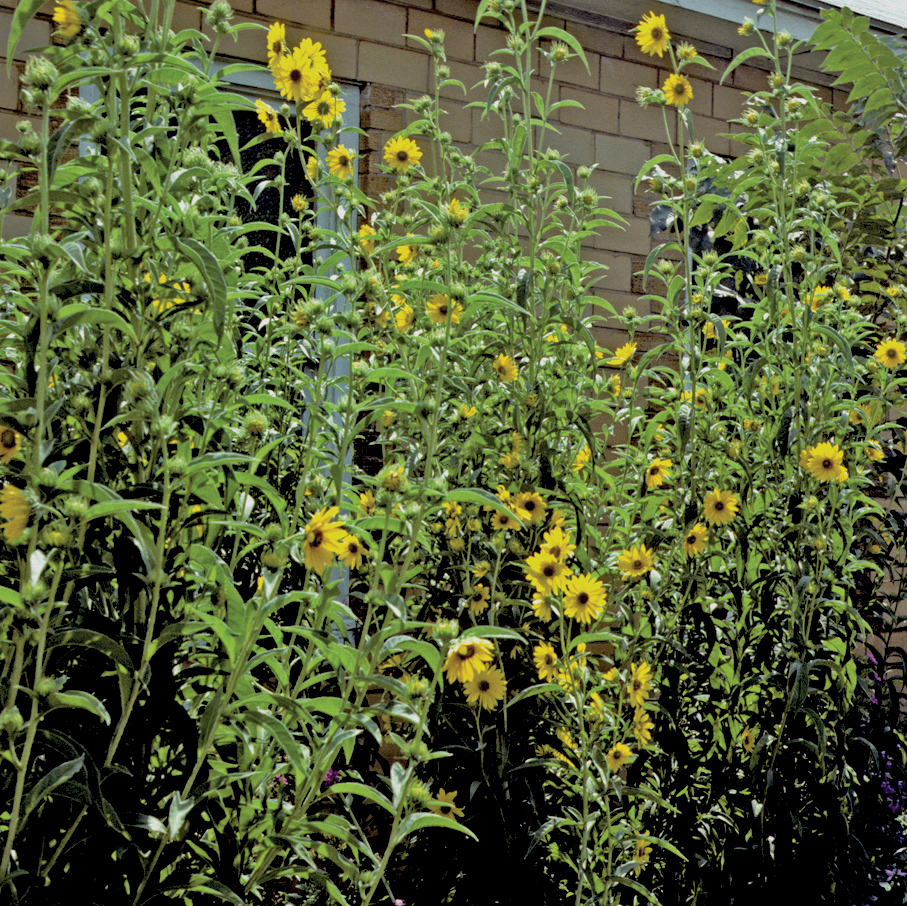 Maximilian Sunflower  Helianthus maximiliani