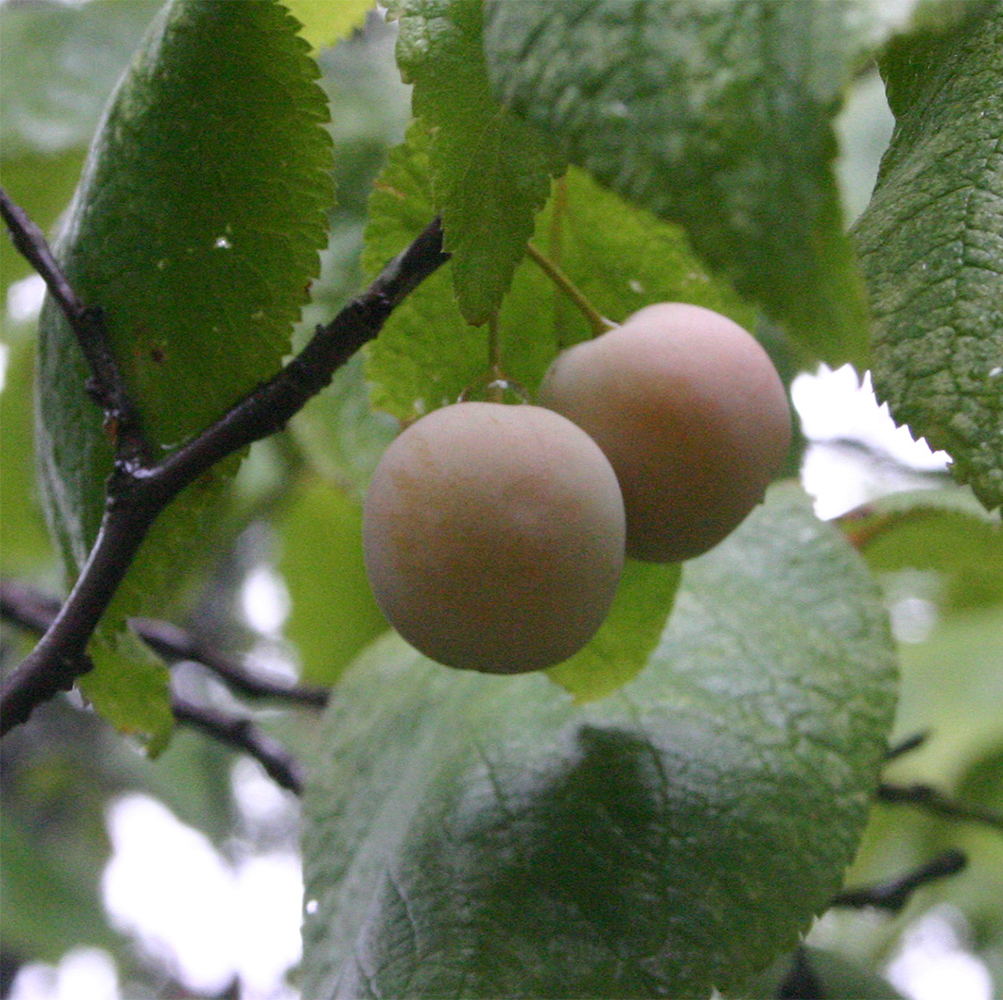 Plum, Mexican