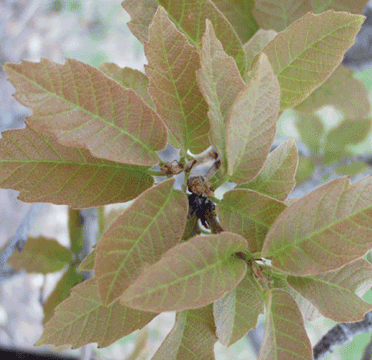 Mexican White Oak  Quercus polymorpha