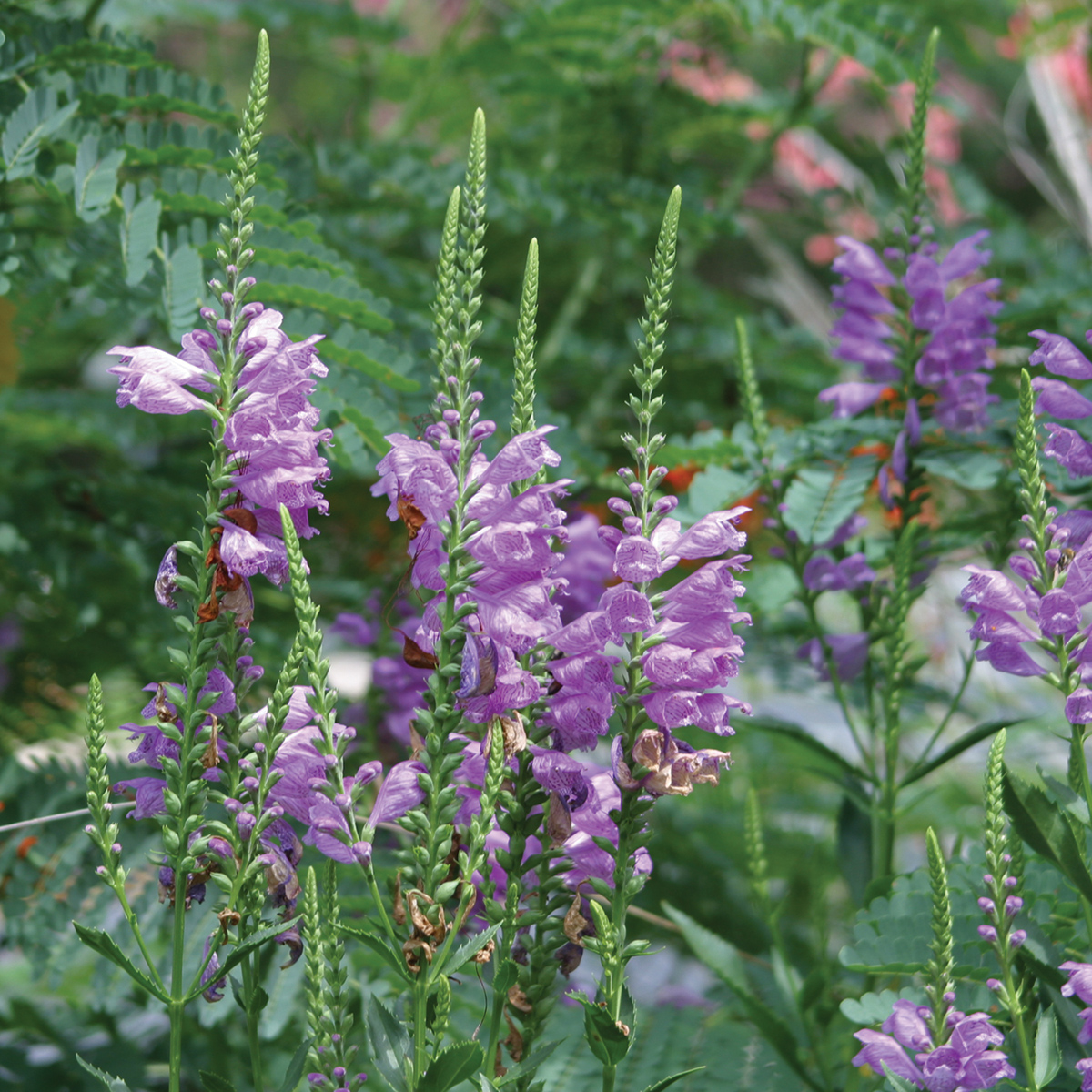 Obedient Plant, Fall Phystostegia virginiana