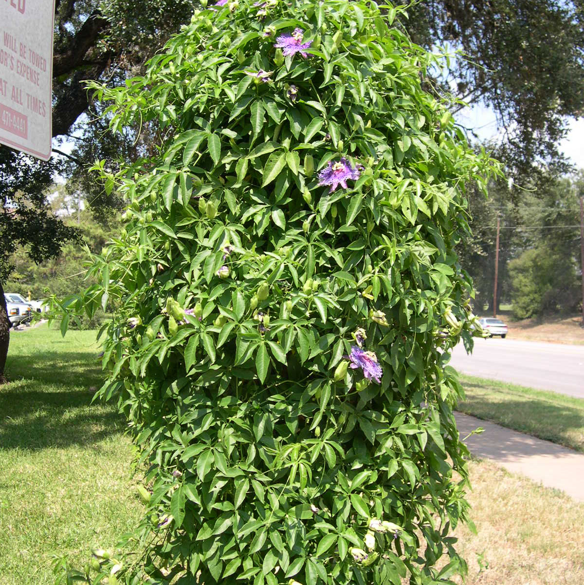 Passion Vine                 Passiflora incarnata