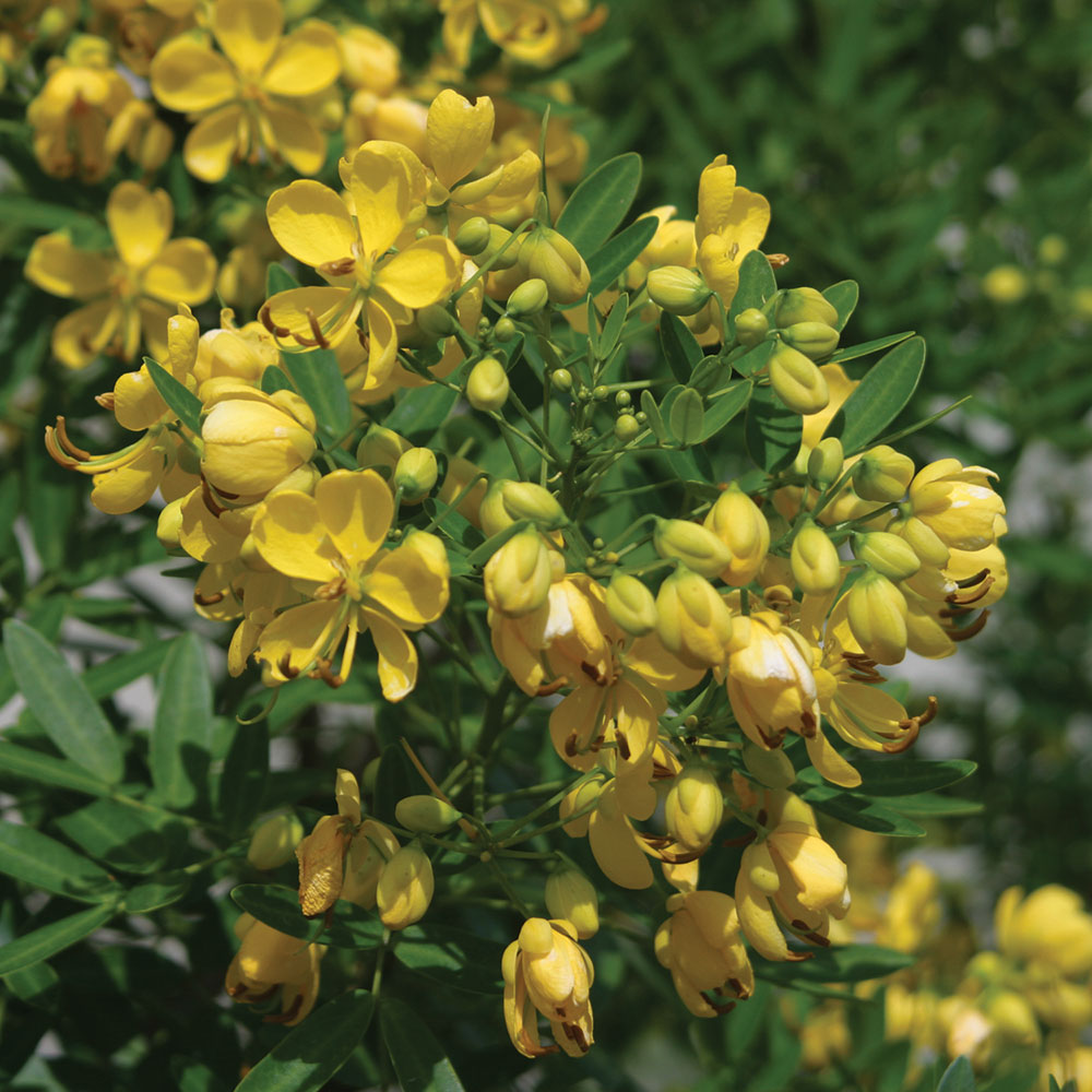 Senna, Flowering    Cassia corymbosa