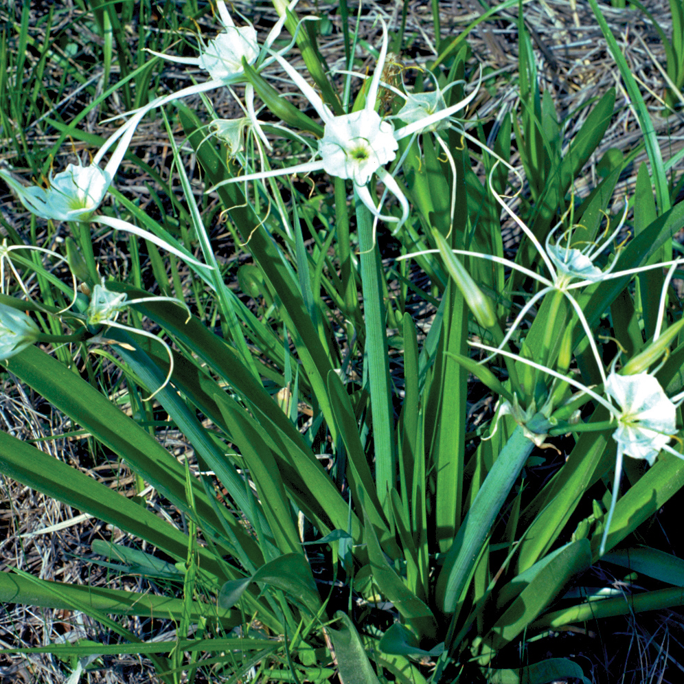 Spider Lily   Hymenocallis lirisome