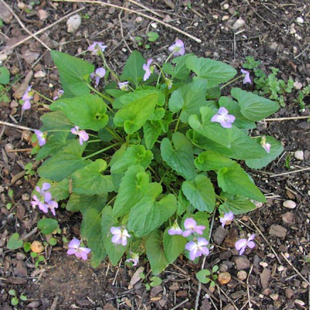 Violets  Viola missourensis