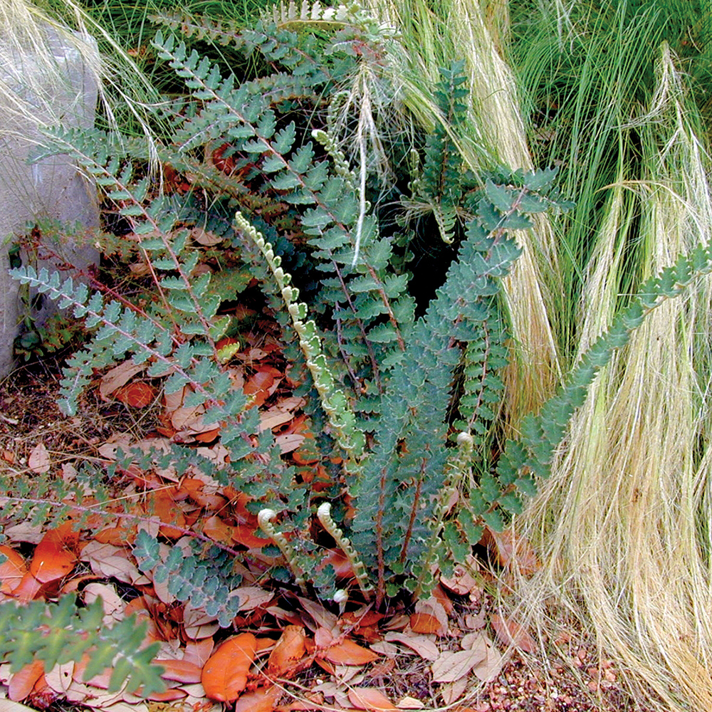 Wavy Scaly Cloak Fern  Astrolepis sinuata 