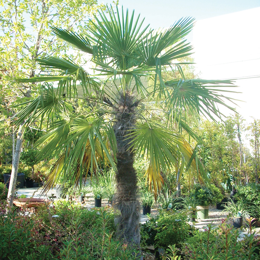 Palm, Windmill   Trachycarpus fortunei