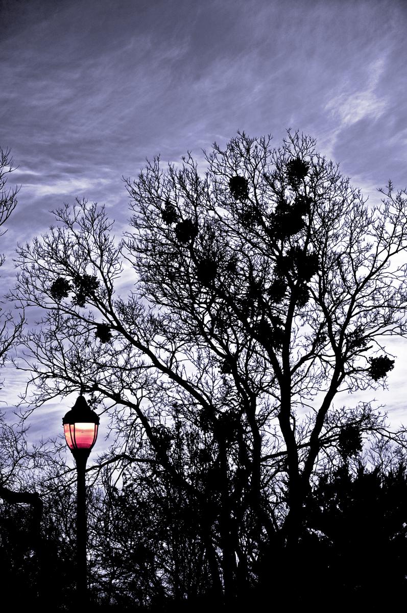 Backlit tree with shadowy blobs of mistletoe in the branches