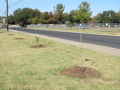 Several newly planted trees line a sidewalk and roadway.