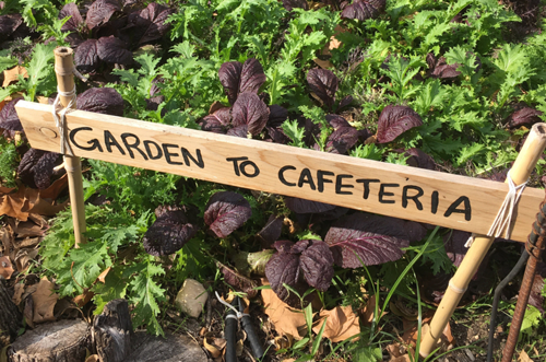 Field of lettuce with a sign that reads "Garden to cafeteria"