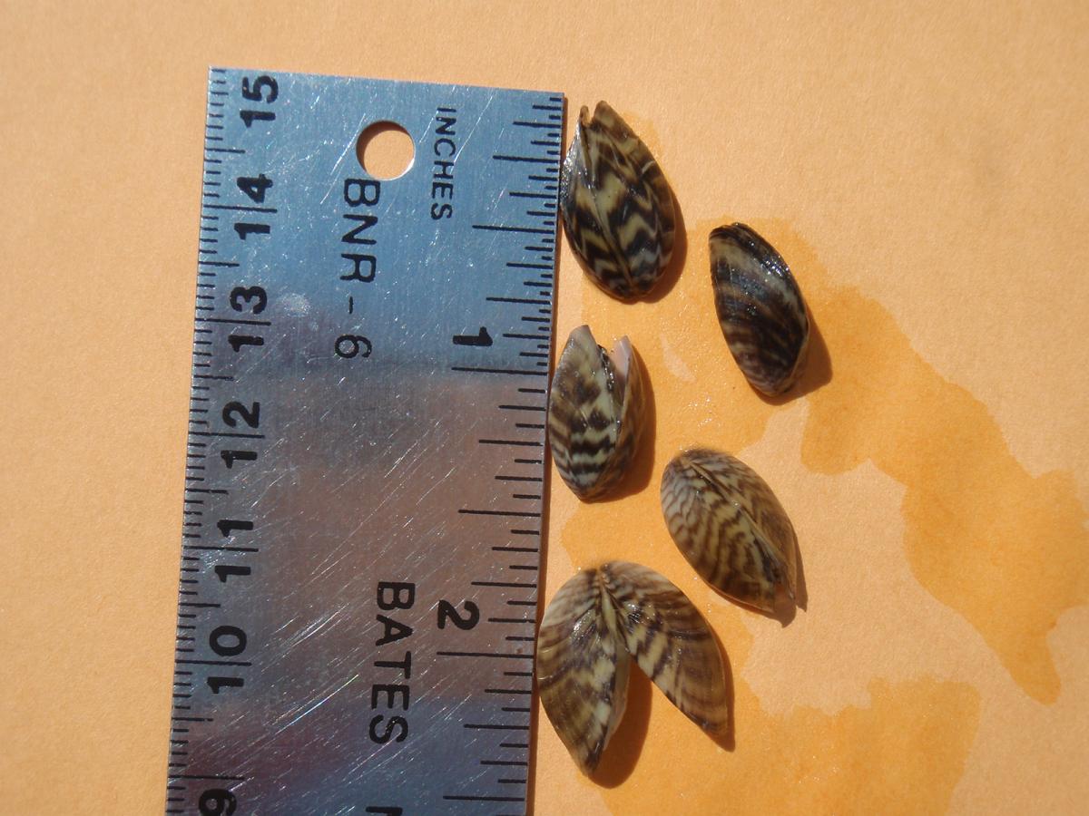 Hello Zebra Mussels. Goodbye Lake Austin? | AustinTexas.gov - The