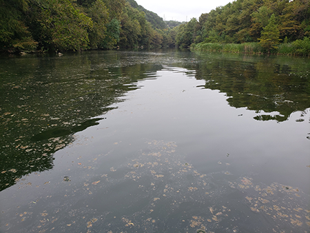 Algae at Red Bud Isle on October 14.