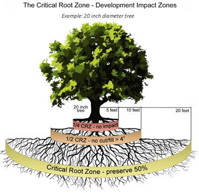 The Critical Root Zone - Development Impact Zones