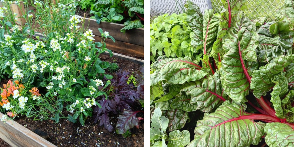 Left: A garden plot with snapdragons, Chinese broccoli, and purple mustard greens. Right: A close up of Swiss chard with spearmint growing behind.