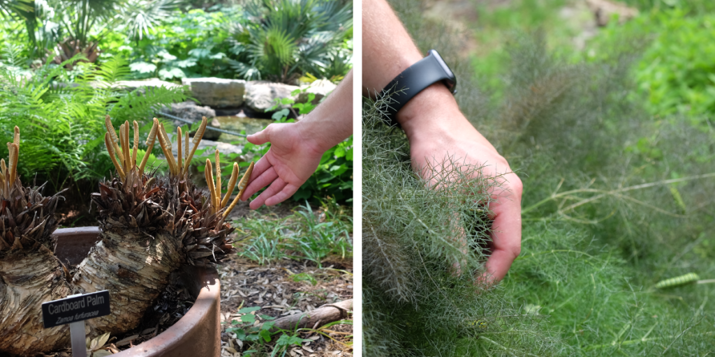 Two photos. On the left, Matthew touches young leaves of a Carboard Palm. On the right, Matthew pulls back a fennel plant to reveal green caterpillars.