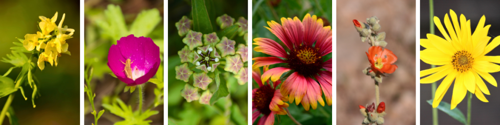 Close up photos of Texas wildflowers.