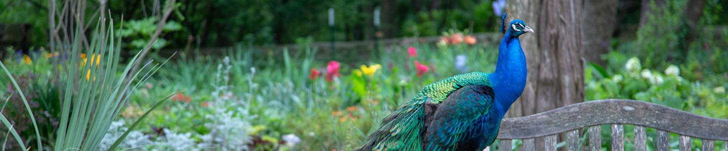 Bird in a park