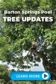 Barton Springs Pool Tree Updates