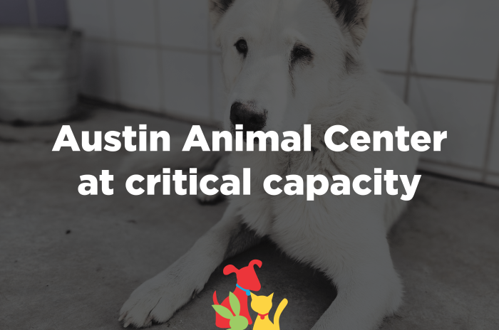 Austin Animal Center at critical capacity