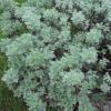 Artemisia Artemisia 'Powis Castle'