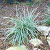 Aztec Grass.  Ophiopogon intermedius