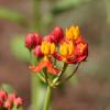 Butterfly Weed, Mexican (Tropical Milkweed)       Asclepias currasavica