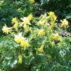 Columbine   Aquilegia chrysantha  var. 'Hinkleyana'