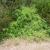 Elbow Bush  Forestirera pubescens