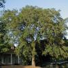 Southern Live Oak  Quercus virginiana 