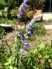 Sage, Mealy Blue  Salvia farinacea