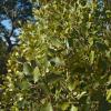 Silktassel, Mexican Garrya ovata spp. lindheimeri