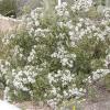 Mistflower, White  Ageratina havanensis