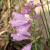 Obedient Plant, Fall Phystostegia virginiana