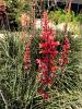 Yucca, Red    Hesperaloe parviflora