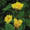 Rose, 'Grandma's Yellow'   Rosa 'Grandma's Yellow'