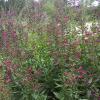 Sage, Penstemon/Big Red Sage   Salvia penstemonoides