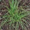 Sedge Meadow Carex perdentata