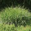 Switchgrass      Panicum virgatum