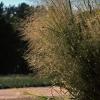 Switchgrass      Panicum virgatum