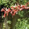 Yucca, Red    Hesperaloe parviflora