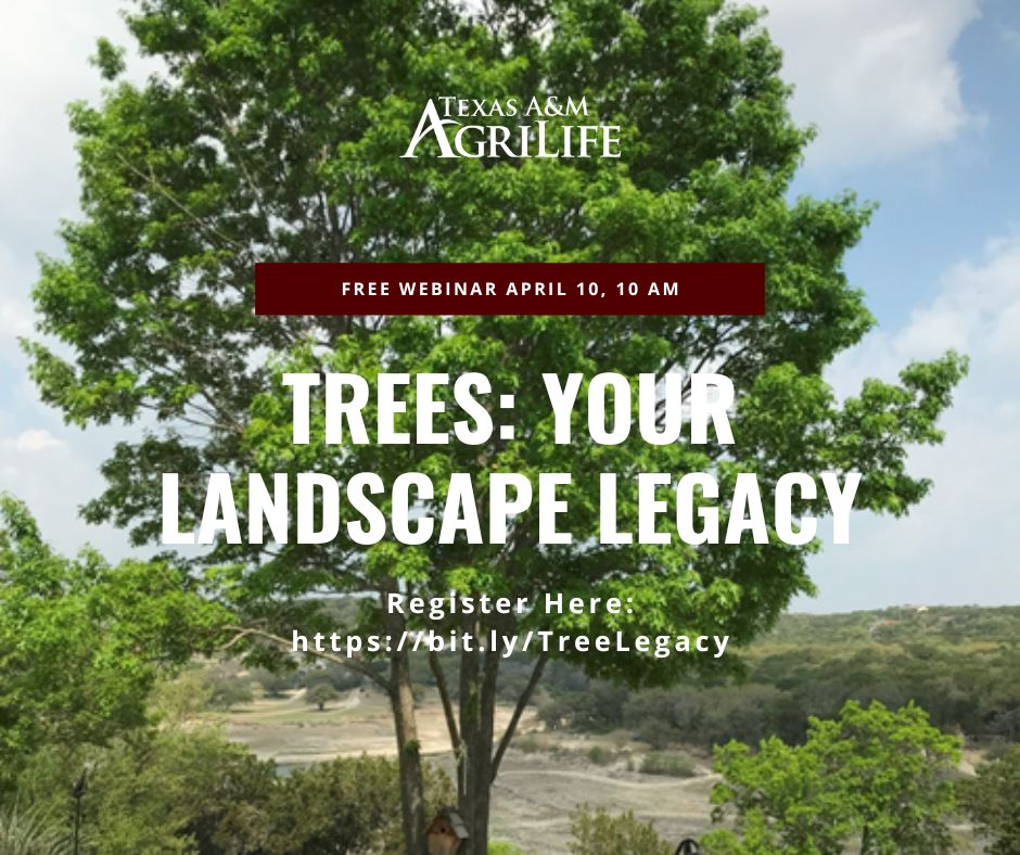 Trees: Your Landscape Legacy Webinar | AustinTexas.gov