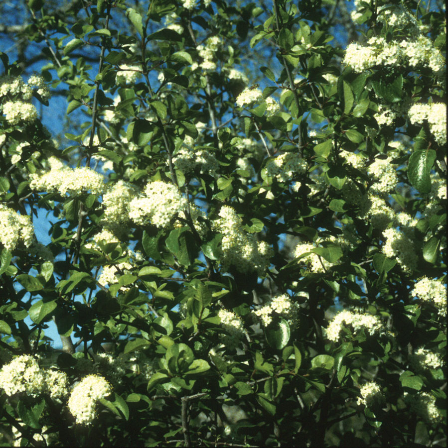 Viburnum, Rusty Blackhaw AustinTexas.gov