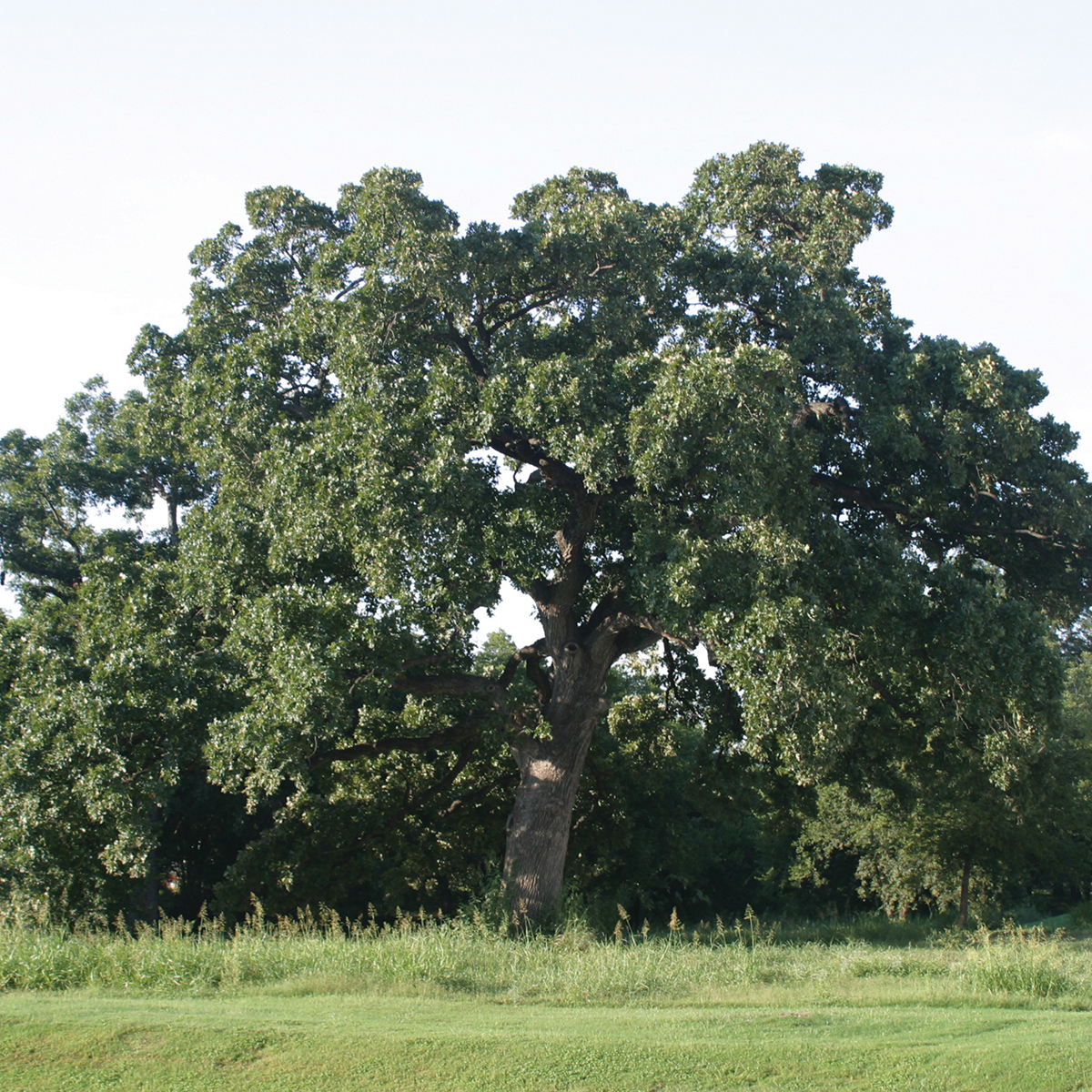 Oak Bur AustinTexas gov