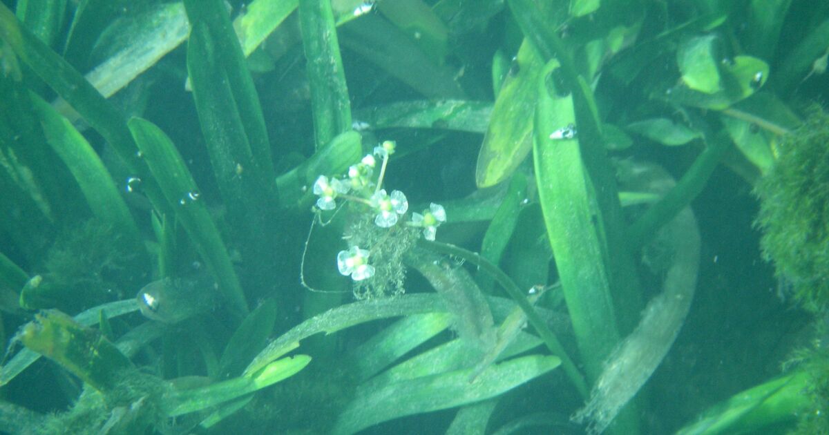 aquatic plant water star grass common at Barton Springs