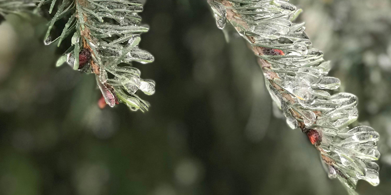 A photo showing evergreen branches in winter.