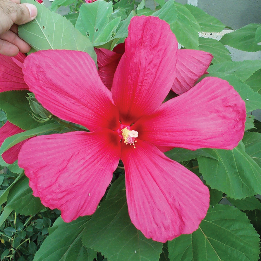 Hibiscus Flower Information In Marathi | Best Flower Site