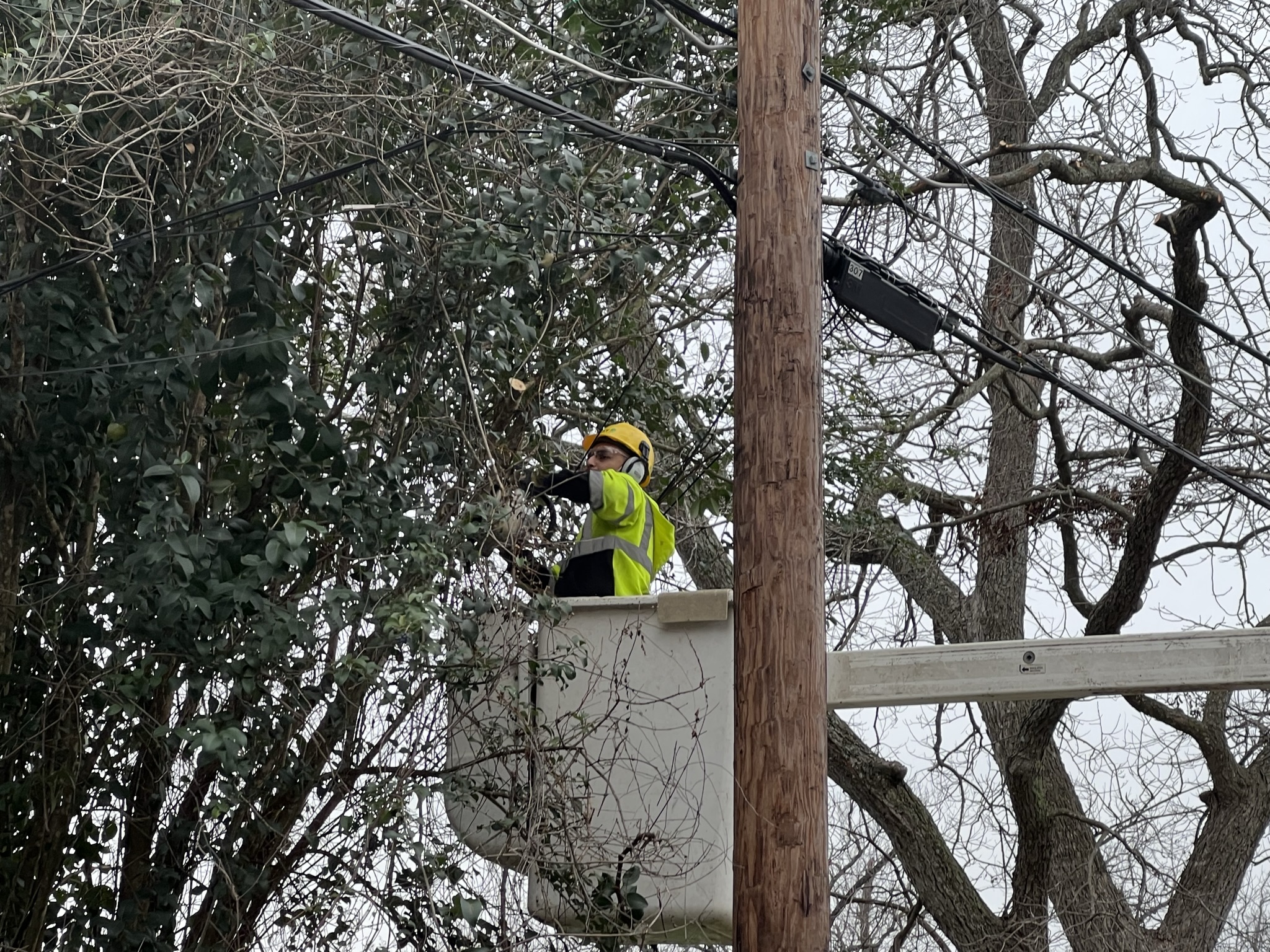 Austin Energy trimming a tree that has fallen onto a power line.