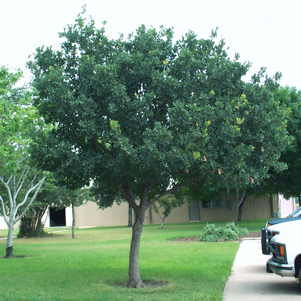 Lacey Oak - Quercus laceyi