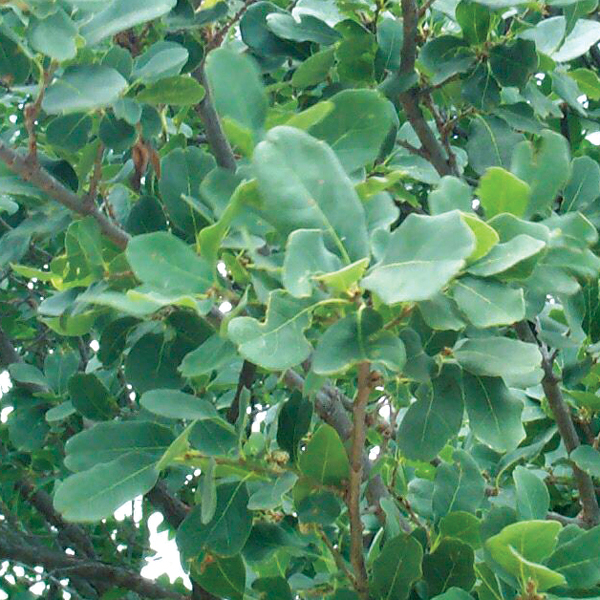 Lacey Oak - Quercus laceyi