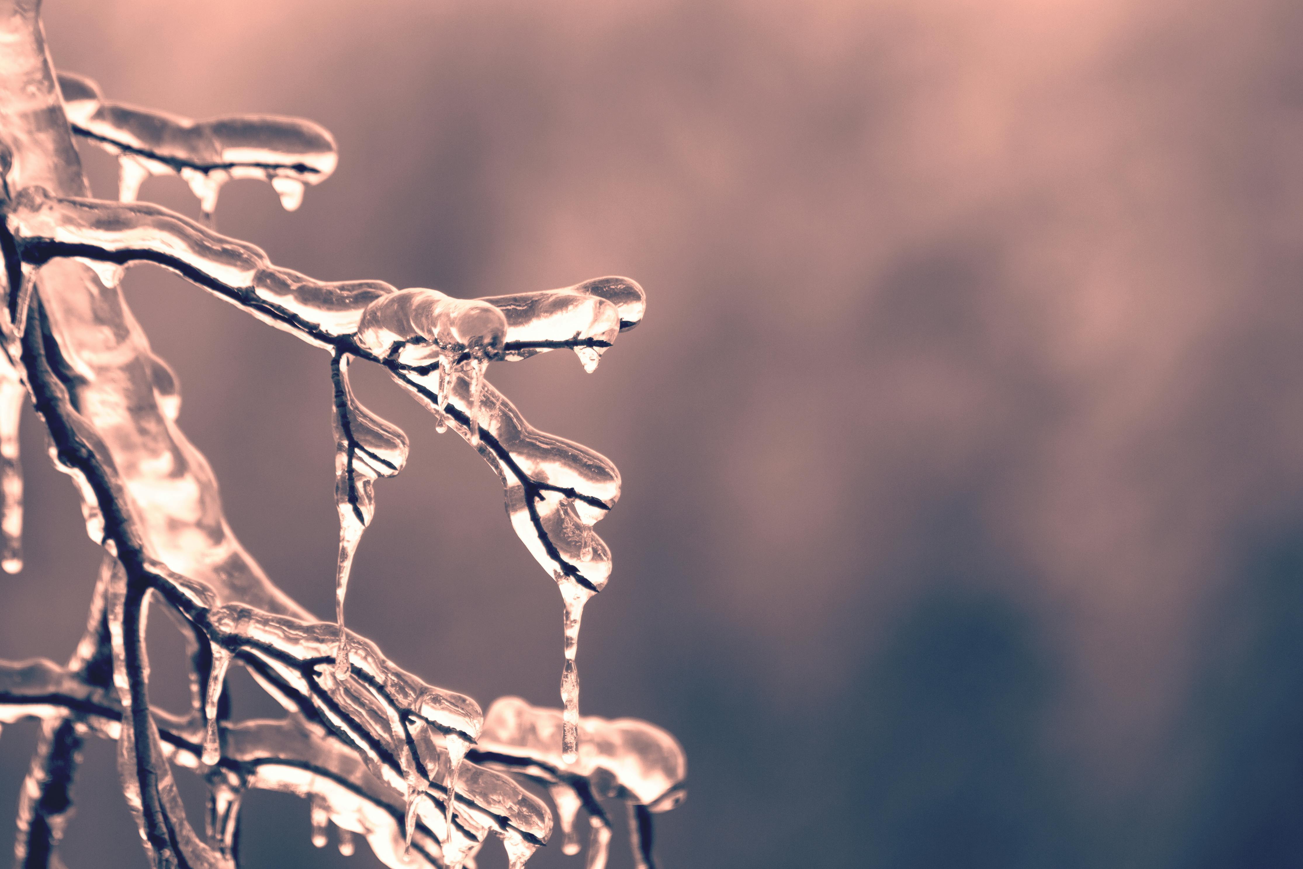 small tree branch with ice accumulating on it